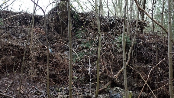Ein ganzer Berg aus illegal entsorgtem Gartenabfällen im Wald bei Ilmenau.