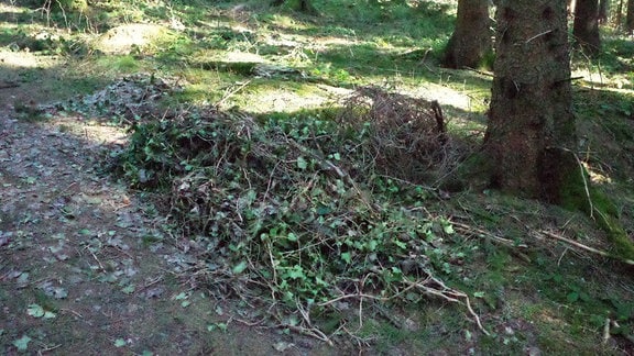 Ein Haufen Efeu wurde in einem Wald bei Ilmenau entsorgt.