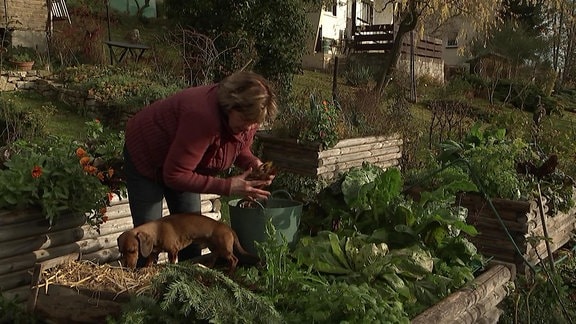 Eine ältere Frau arbeitet an einem Hochbeet voller Salat, neben ihr ist ein Dackel