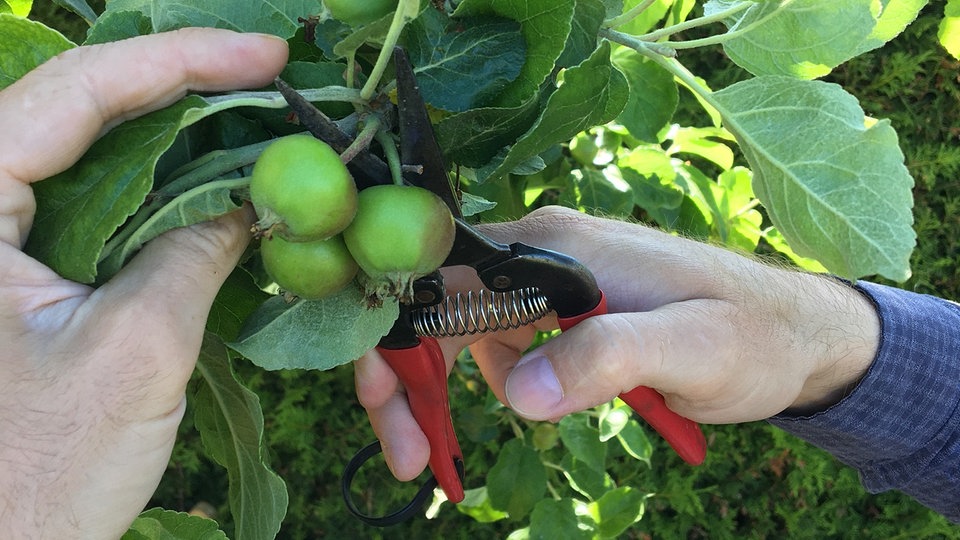 Für eine bessere Ernte Äpfel ausdünnen im Sommer MDR.DE