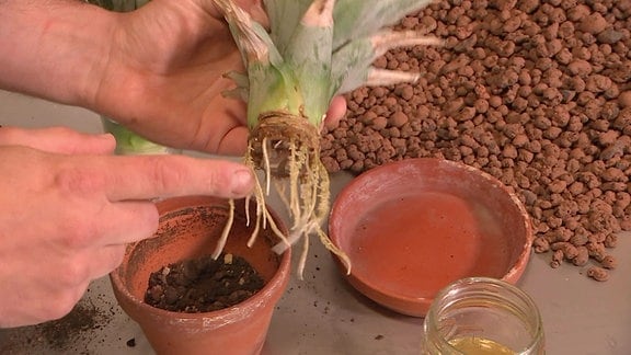 Aus Schopf gezogene Ananas-Pflanze mit Wurzeln wird eingetopft