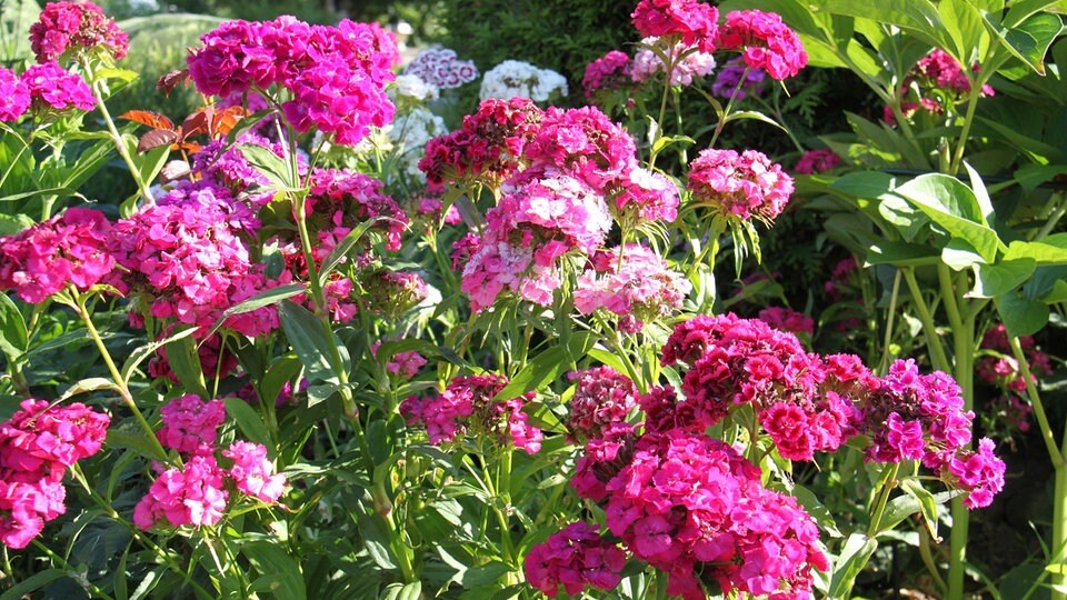 Bartnelke, Fingerhut, Stockrose Zweijährige Blumen im Sommer säen MDR.DE