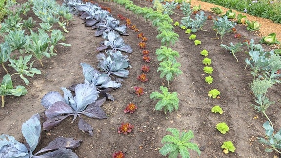 Salate und Kohl, in Reihen gepflanzt, leuchten in verschiedenen Farben