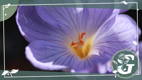 Die lilafarbene Blüte eines Krokusses, umgeben von einem gezeichneten Rahmen 