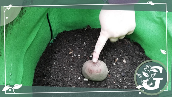ein Finger zeigt auf eine Kartoffel, die auf Erde liegt. 
