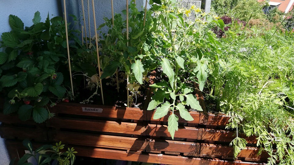 MiniGemüsegarten auf dem Balkon MDR.DE