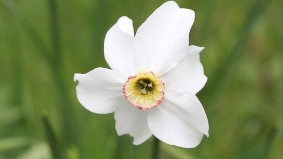 Narzissus poeticus var. recurvus Dichternarzisse