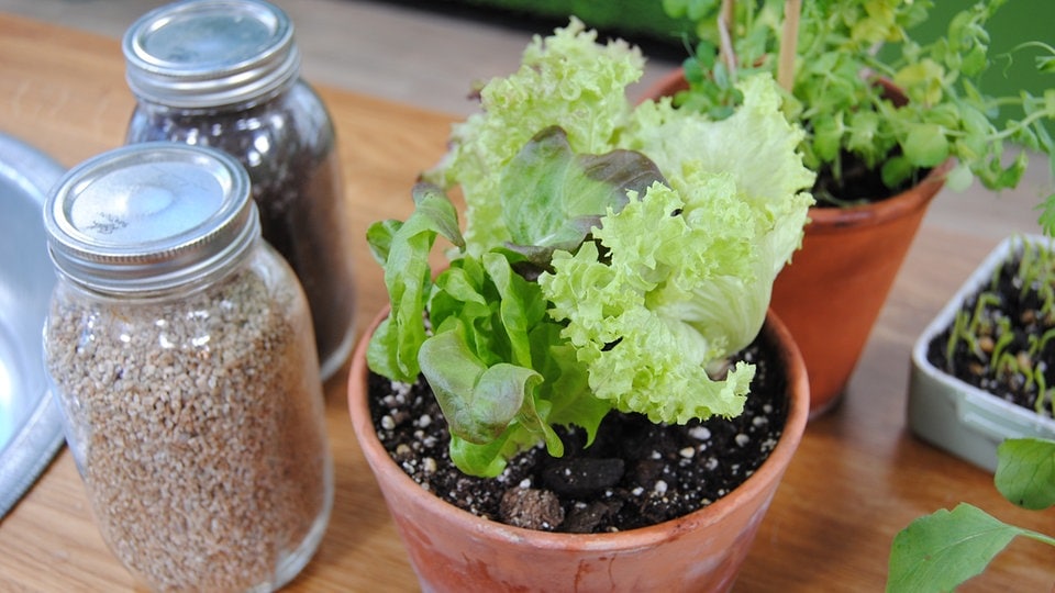 Gärtnern ohne Garten Tipps für den Einstieg ins MDR.DE