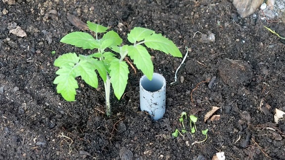 Junge Tomatenpflanze mit eingegrabenem Rohr als Gießhilfe im Beet