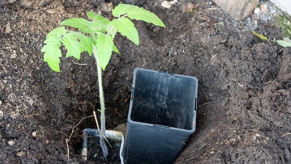 Tomatenpflanze mit leerem Blumentopf aus Plastik als Gießhilfe in Pflanzloch