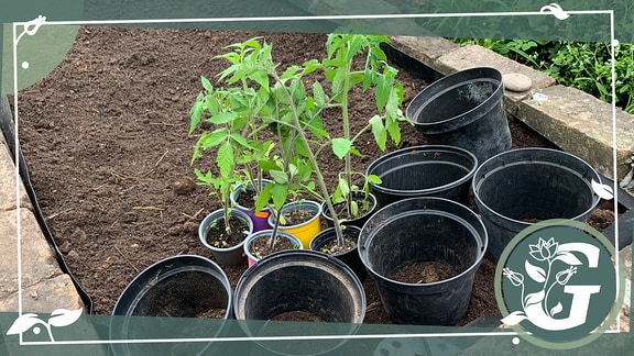 eine Gruppe Tomatenpflanzen in Töpfen steht auf dem Boden, daneben eine Reihe größerer Töpfe