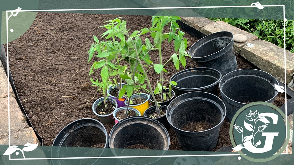 Tomaten im Gießring auf Trockenheit vorbereiten MDR.DE
