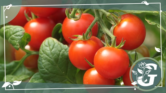 Eine Rispe voller roter, reifer Tomaten, am Rande des Bildes ist ein weißer Rahmen mit dem Logo einer Schubkarre