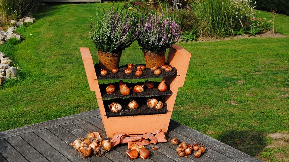 Frühblüher-Kübel vorbereiten: Blumenzwiebeln im Topf in Schichten