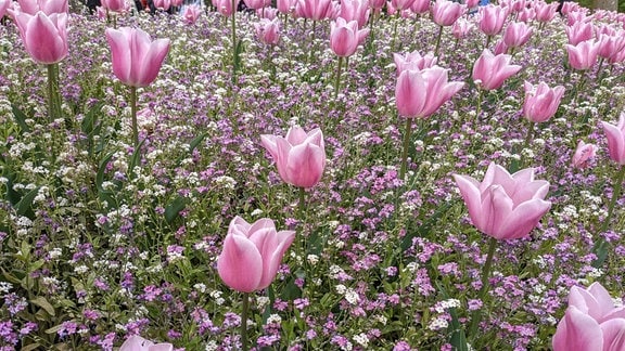 Eine Wiese voller roséfarbener Tulpen. Dazwischen wachsen zarte weiße und rosa Blüten.