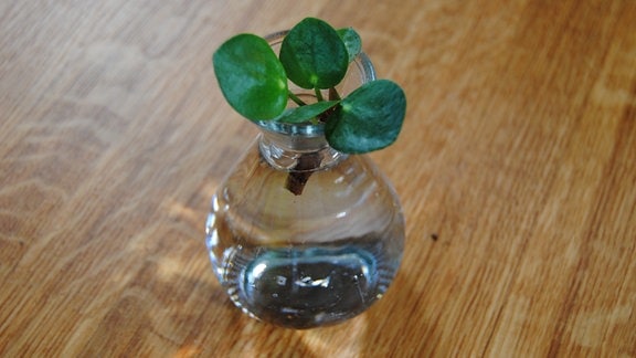 Ableger einer Ufopflanze in Wasserglas