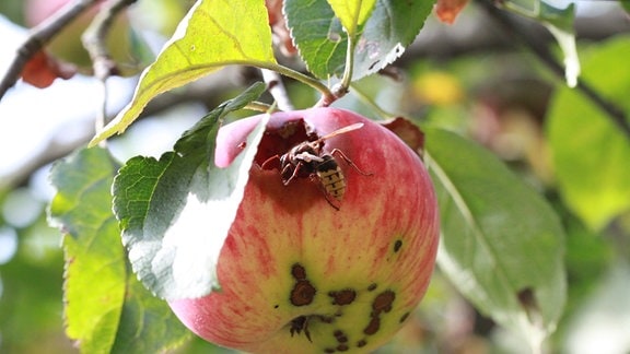 Apfel mit Hornisse