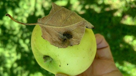 Apfelschalenwickler fressen unter angesponnenen Blatt