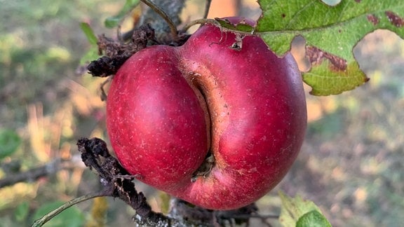 Frostspannerschaden an einem Apfel