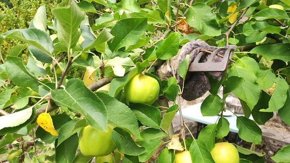 Apfelbaum mit vielen Früchten wird mit Harke abgestützt