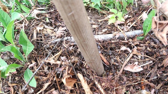 Werkzeugstiel als Stütze eines Obstbaum-Asts steckt im Gartenboden