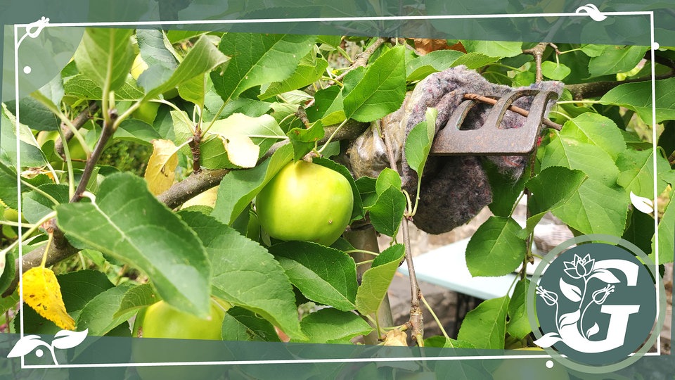 Schwere Äste Apfel und Pfirsichbäume abstützen MDR.DE