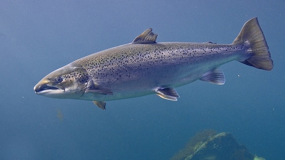 Atlantischer Lachs