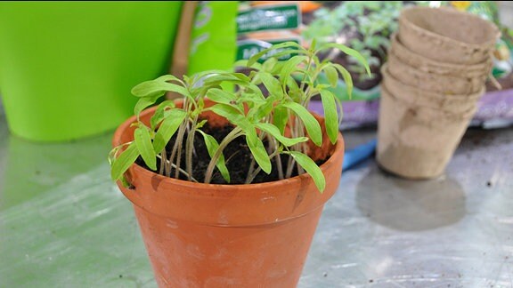 Junge Tomaten-Pflanzen in einem Tontopf