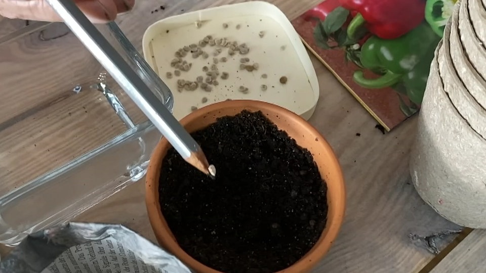 Pflanzen vorziehen Samen säen leicht gemacht MDR.DE