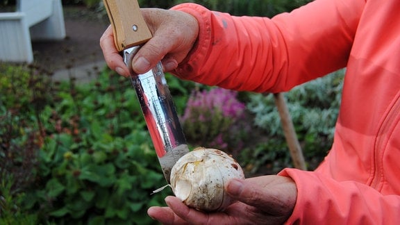 Eine Blumenzwiebel liegt auf einer Handfläce neben einem Pflanzmesser aus Edelstahl mit Zentimter-Skalierung