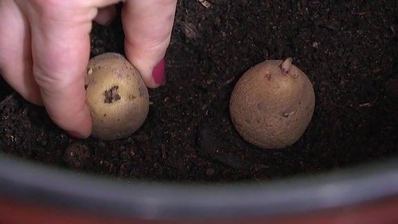 Kartoffeln in einem Topf anbauen