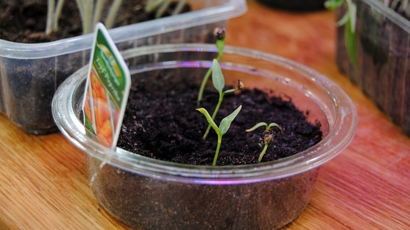 Vorzucht von Paprika aus Samen in Plastikschalen