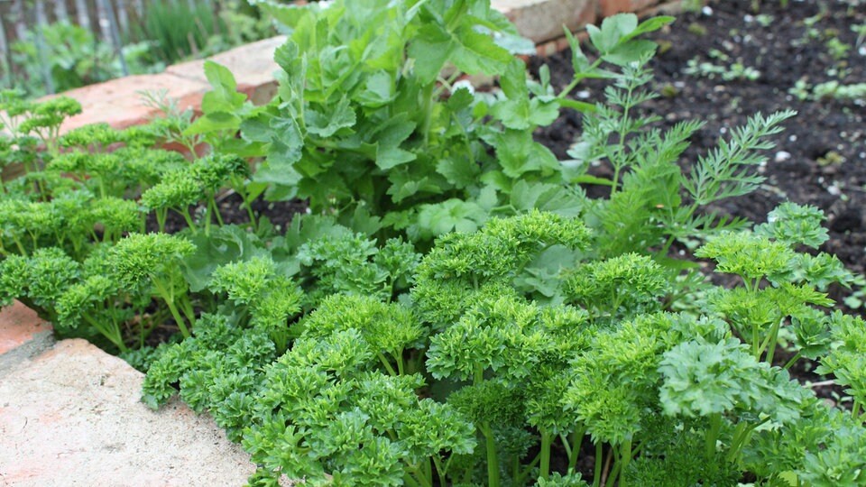 Petersilie So keimt und wächst sie gut MDR.DE