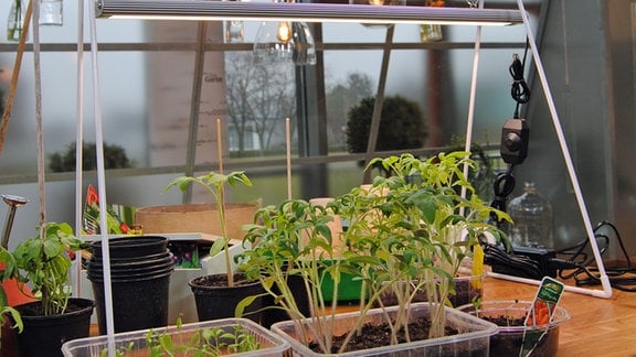 Pflanzenlampe strahlt rotes und blaues Licht auf junge Gemüsepflanzen