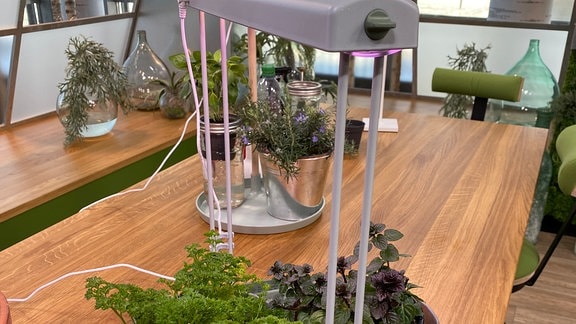 Höhenverstellbare Pflanzenlampe mit Tablett voller Kräuter