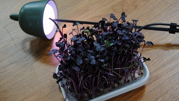 Was es beim Kauf die Lampe mit pflanze zu bewerten gilt