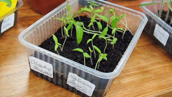 Vorzucht von Tomaten aus Samen in beschrifteten Plastikschalen