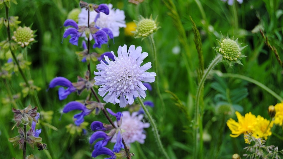 Blumenwiese für bienen anlegen