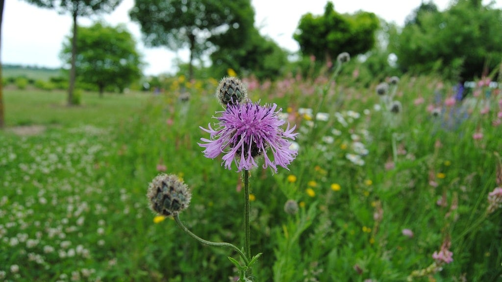 Wildblumenwiese Oder Saum Anlegen Und Richtig Pflegen Mdr De