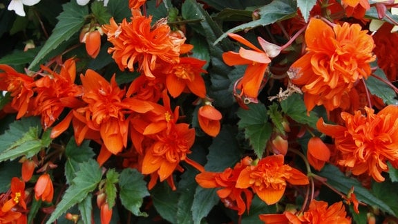 Die Freilandbegonie 'Mistral Double Orange' wurde vom Gartenbauverband Berlin-Brandenburg zur "Balkonpflanze des Jahres 2023" gewählt. Die Gärtner tauften sie im April 2023 auf den Namen "Bezaubernde Bibi". Sie hat leuchtend orangefarbene Blüten und ist regenfest, robust und pflegeleicht.