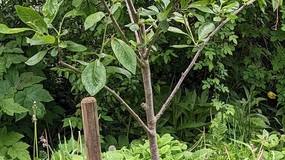 ein kleiner Baum wächst in einer Wiese, er ist an einem Stab festgebunden