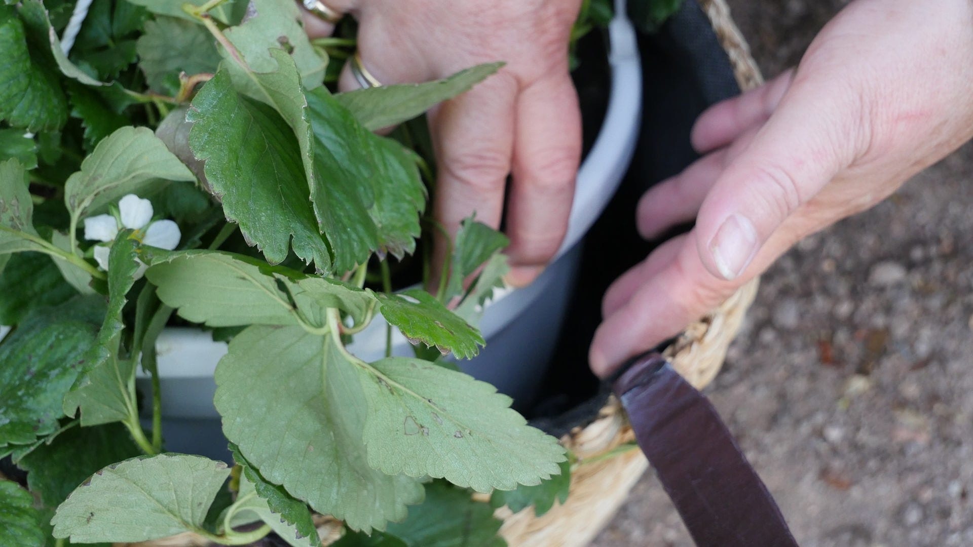 Beeren im Kübel überwintern MDR.DE