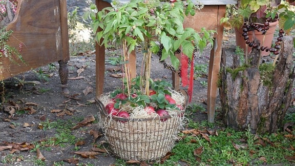 Himbeere in Wäschekorb mit Holzwolle und Äpfeln.