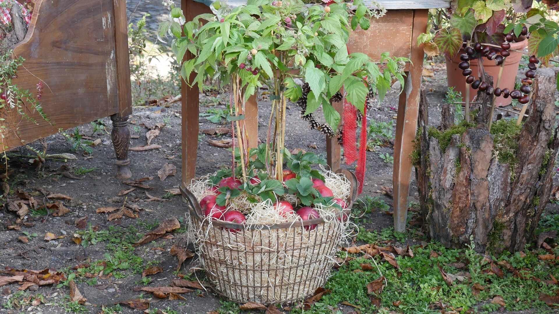 Beeren im Kübel überwintern MDR.DE
