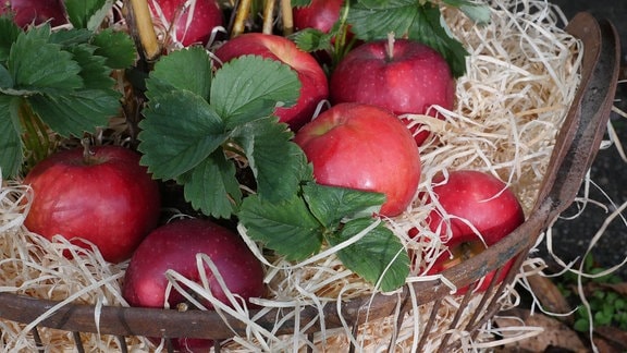 Erdbeere, Äpfel und Holzwolle in einem Wäschekorb.