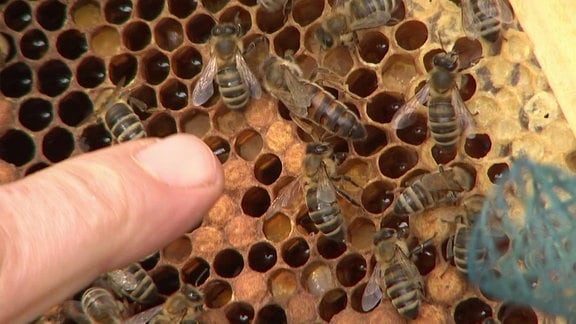 Honigbienen und Bienenkönigin auf Wabe