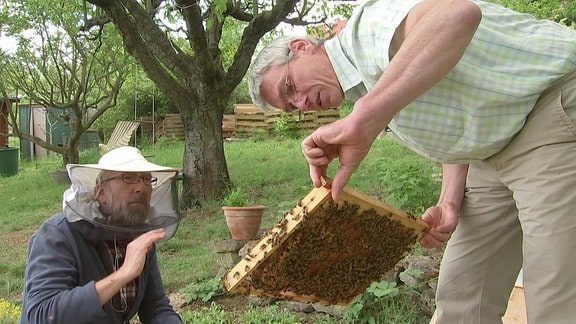 Imker Horst Jäger-Mang hält Wabe mit Bienen