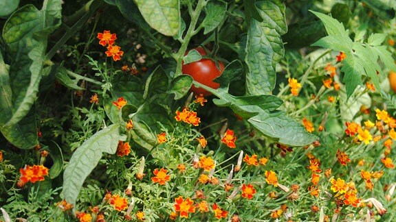 Gewürztagetes als Unterpflanzung in Gewächshaus mit Tomaten