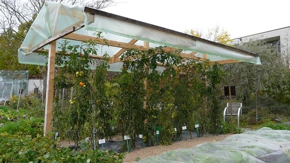 Tomatenpflanzen mit noch grünen bis hellroten Früchten unter einer an den Seiten offenen Holzkonstruktion mit Foliendach