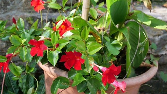 Rot blühende wärmeliebende Pflanze Mandevilla in Topf